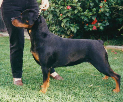 Reva