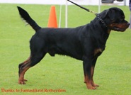 Striker